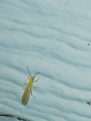 Alloperlini