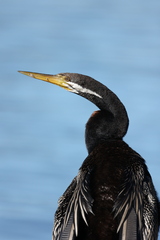 Australasian Darter photo 2