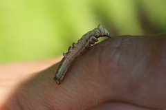 Notodonta dromedarius