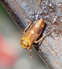 Rhytidodus