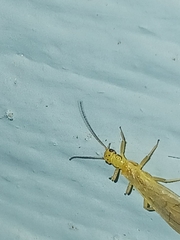 Alloperlini