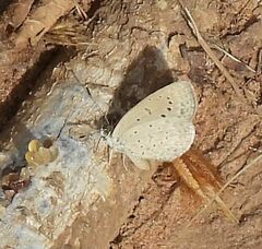 Zizeeria knysna knysna