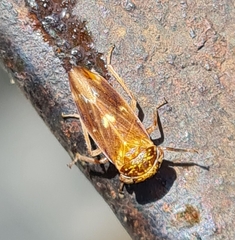 Rhytidodus