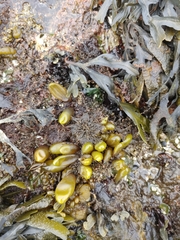 Halosaccion glandiforme