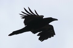 Corvus corax sinuatus
