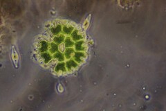 Pseudopediastrum boryanum