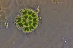 Pseudopediastrum boryanum