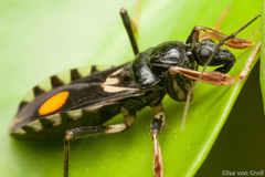 Rasahus hamatus