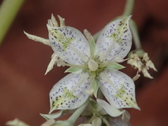 Frasera albomarginata