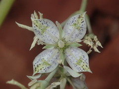 Frasera albomarginata