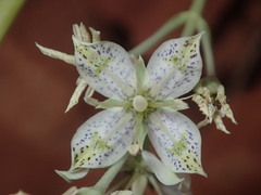 Frasera albomarginata