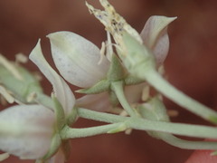 Frasera albomarginata