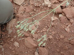 Frasera albomarginata