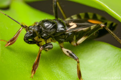 Rasahus hamatus