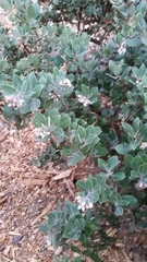 Arctostaphylos crustacea