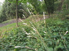 Dactylis glomerata glomerata