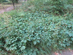 Dactylis glomerata glomerata