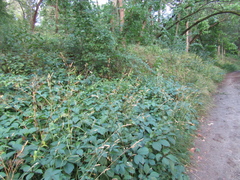 Dactylis glomerata glomerata