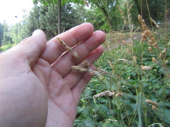 Dactylis glomerata glomerata