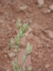 Frasera albomarginata