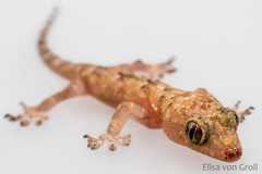 Hemidactylus mabouia