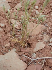 Frasera albomarginata