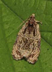 Olethreutes furfuranum