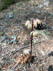 Pyrola aphylla