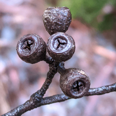 Eucalyptus delegatensis
