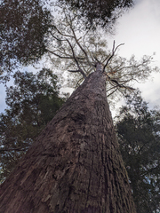 Eucalyptus delegatensis