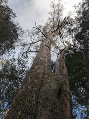 Eucalyptus delegatensis