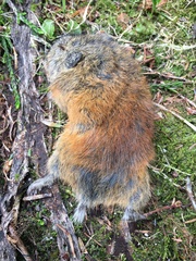 Lemmus trimucronatus