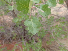 Rhus aromatica simplicifolia