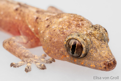 Hemidactylus mabouia