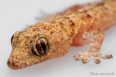 Hemidactylus mabouia