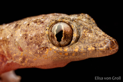 Hemidactylus mabouia