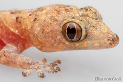 Hemidactylus mabouia