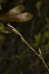 Eurychorda complanata