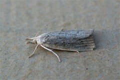 Calamotropha paludella