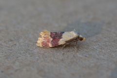 Diceratura ostrinana