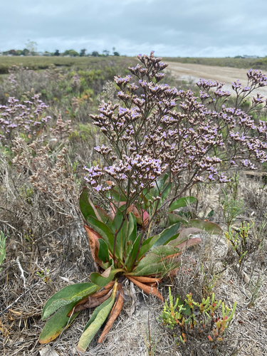 iNaturalist observation photo of Western Marsh Rosemary