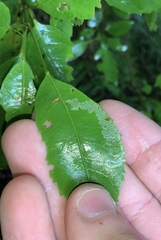 Eumetriochroa panacivermiforma