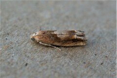 Eucosma conterminana