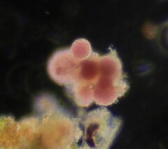 Lamprocystis roseopersicina