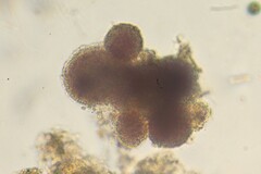 Lamprocystis roseopersicina
