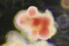 Lamprocystis roseopersicina
