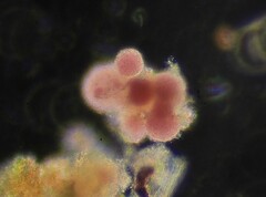 Lamprocystis roseopersicina