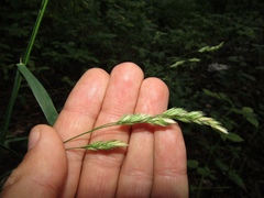 Dactylis glomerata glomerata