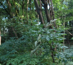 Dactylis glomerata glomerata