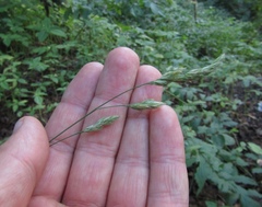 Dactylis glomerata glomerata